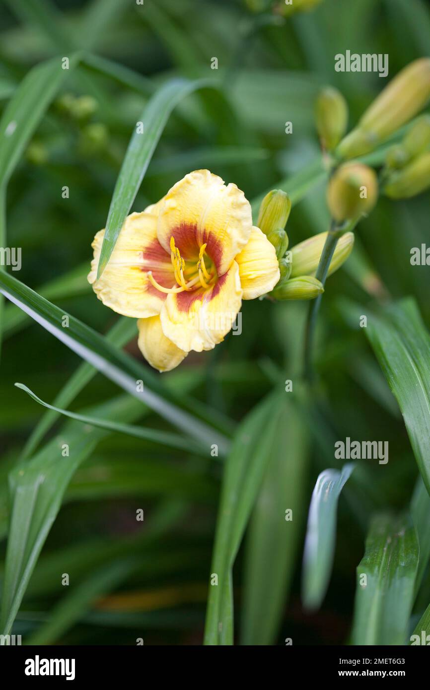 Hemerocallis 'Siloam Tiny Mite' Stock Photo Alamy