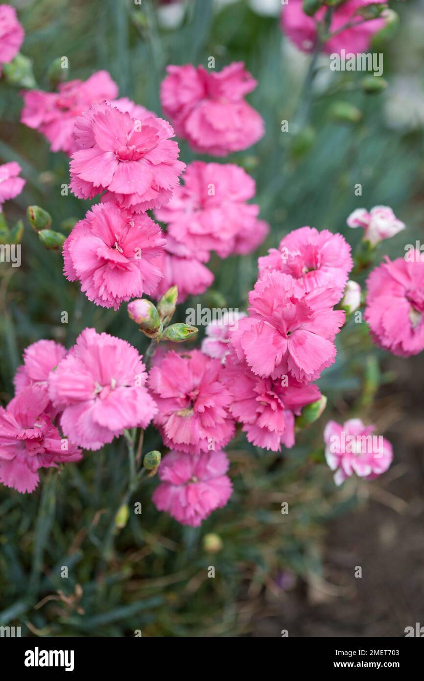 Dianthus Slap 'n' Tickle (Scent First Series) Stock Photo