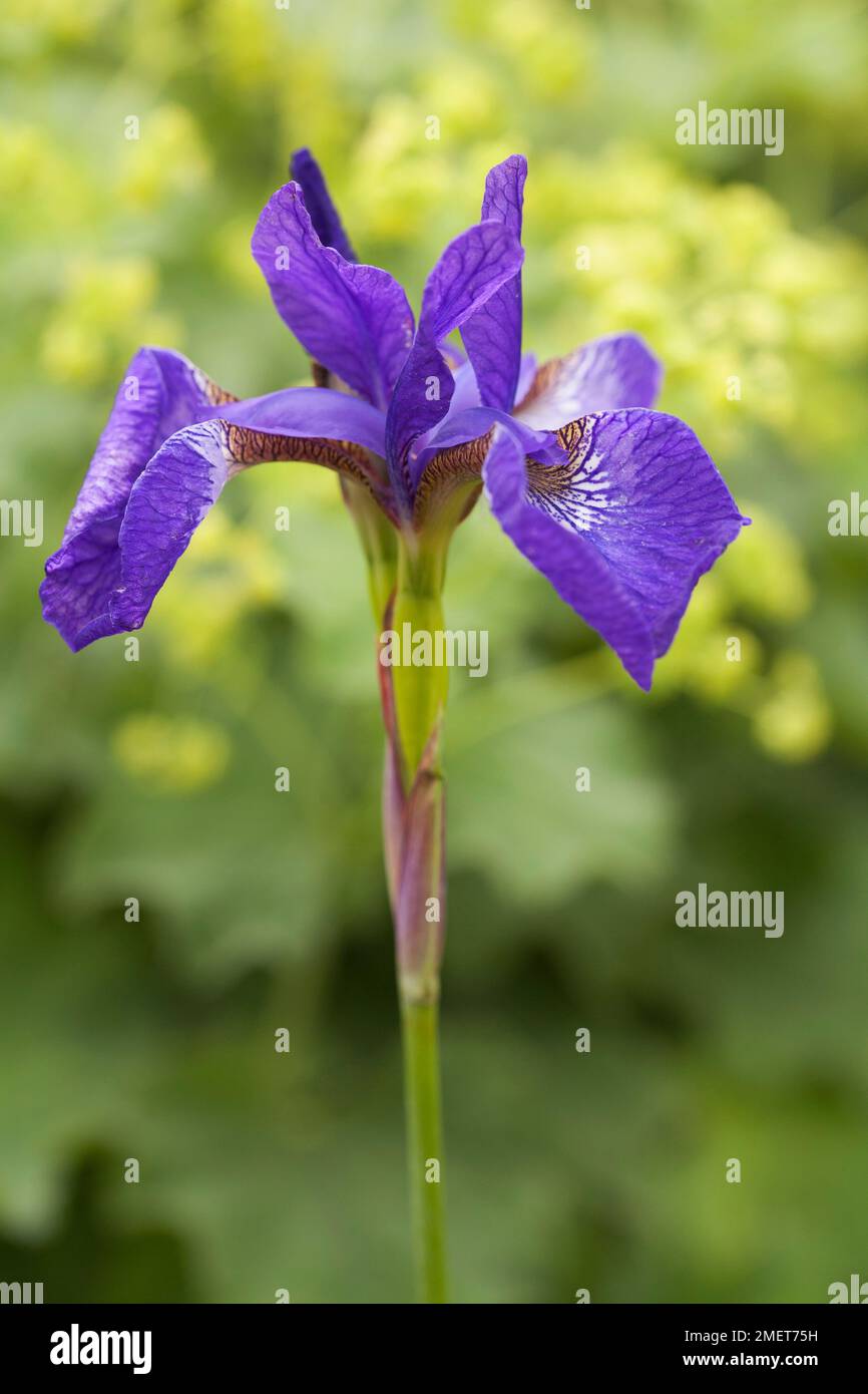 Iris sanguinea (Blood-red Iris) Stock Photo