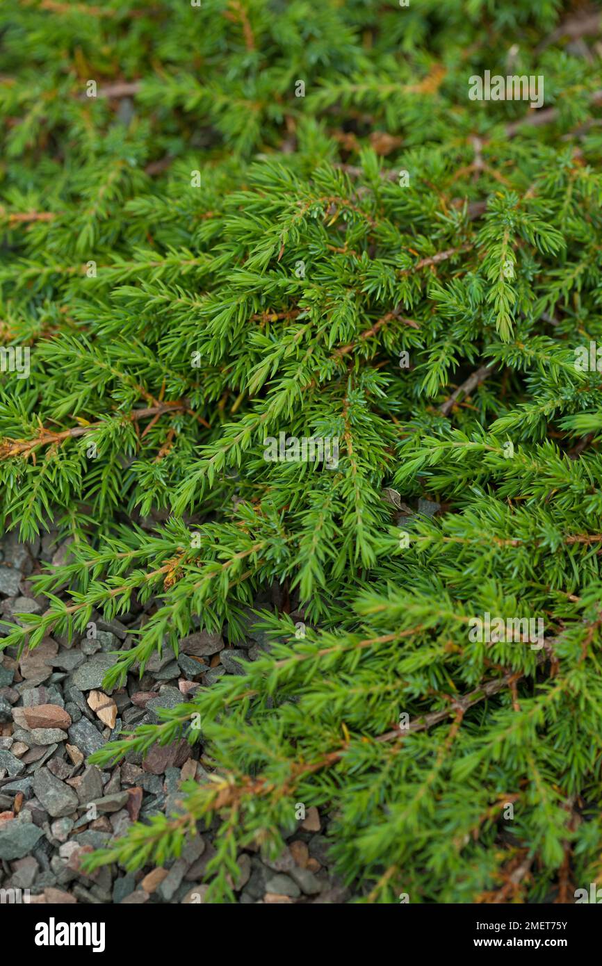 Juniperus communis 'Green Carpet' Stock Photo