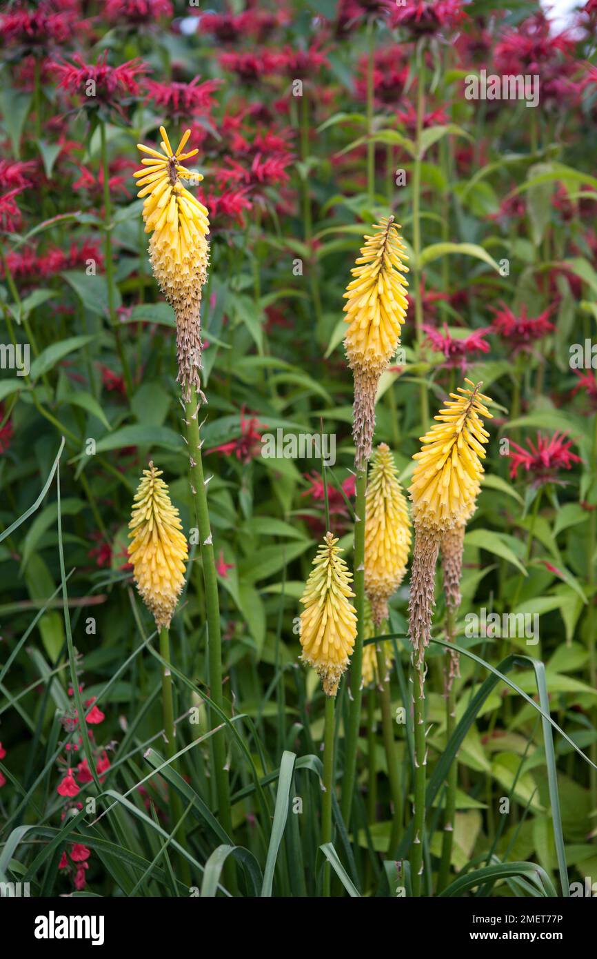 Kniphofia 'Fiery Fred' Stock Photo Alamy