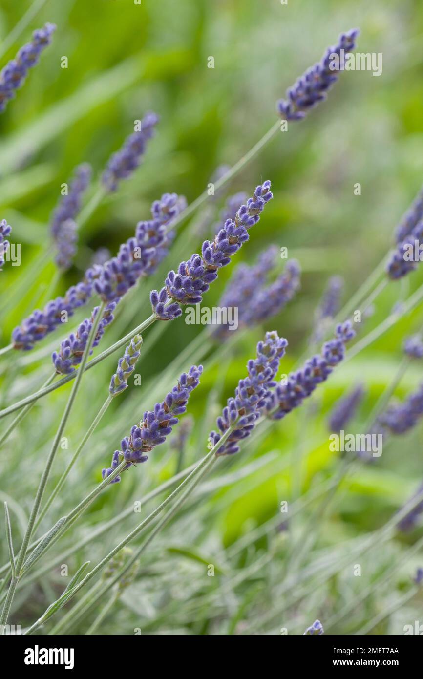 Lavandula x chaytoriae 'Sawyers' Stock Photo Alamy