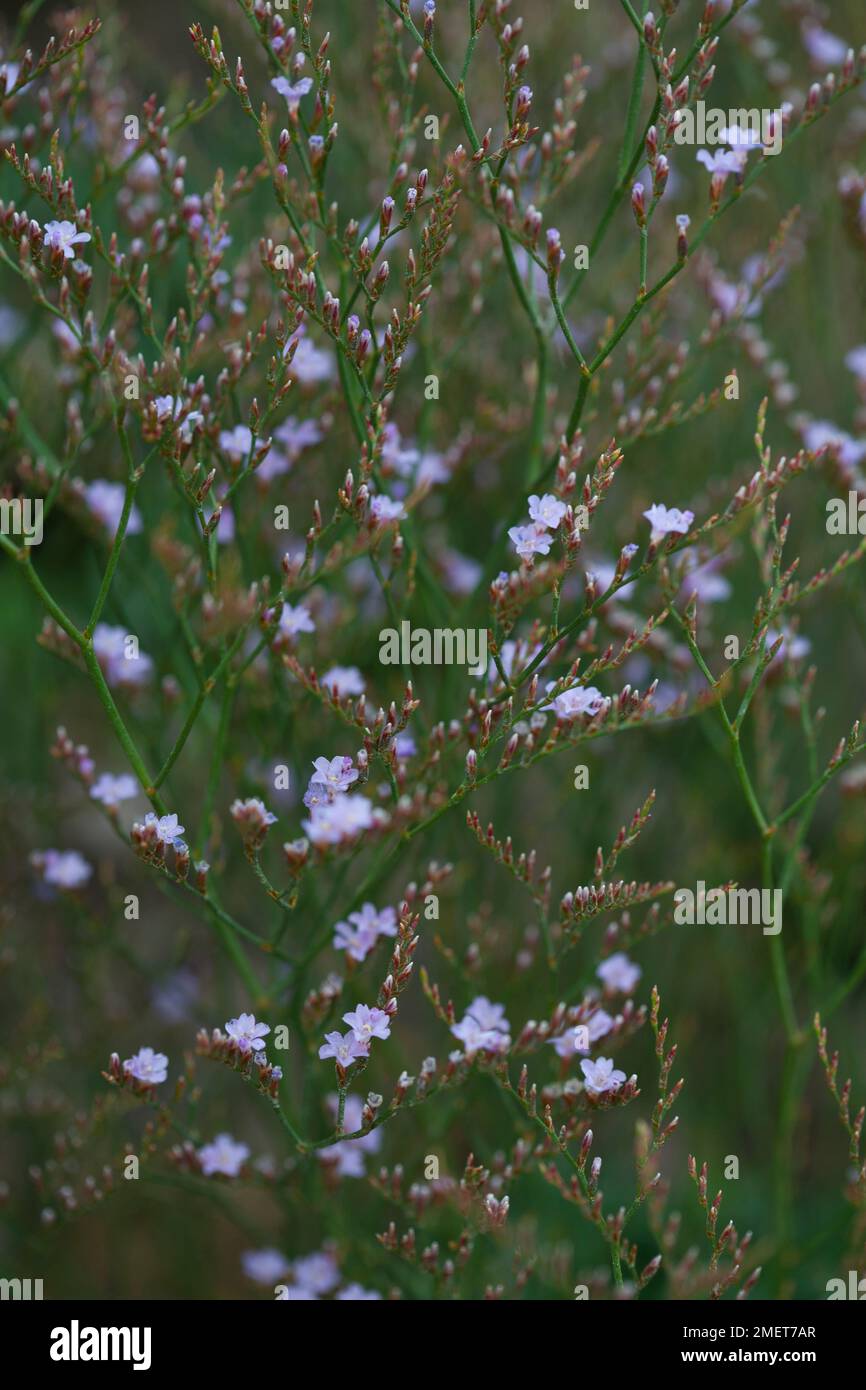 Limonium bellidifolium Stock Photo