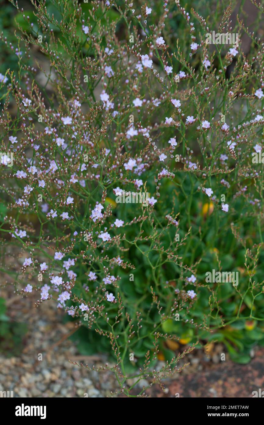Limonium bellidifolium Stock Photo
