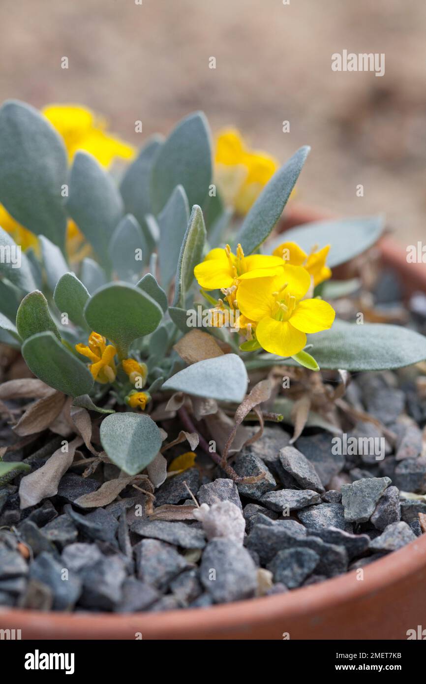 Physaria alpina Stock Photo