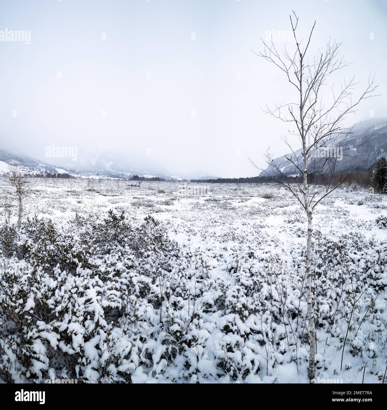 Barren landscape in winter, Puergschachen Moor, Ardning, Styria, Austria Stock Photo