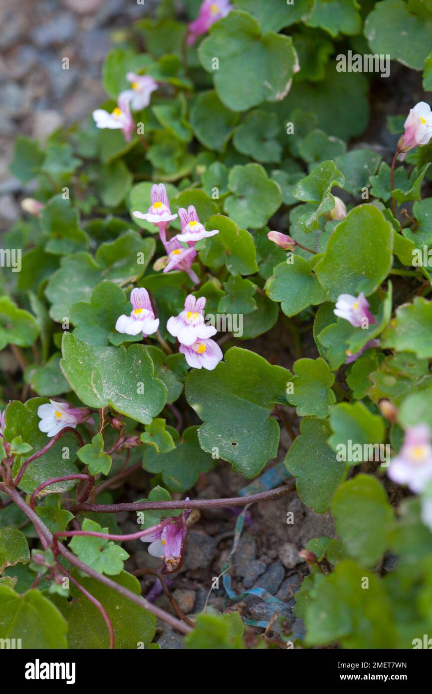 Rohdea japonica hi-res stock photography and images - Alamy