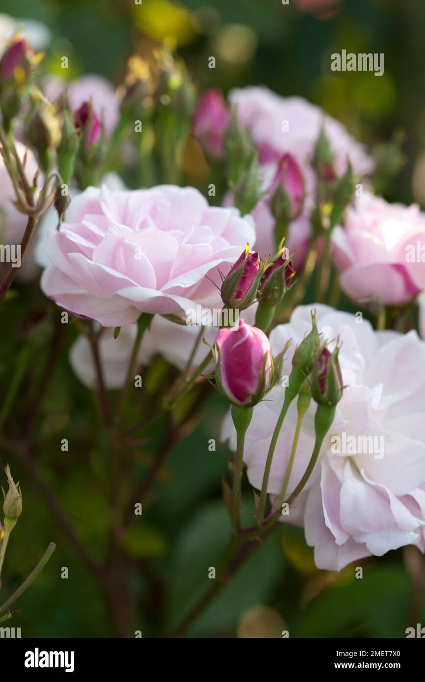 Cluster of pink flowers hi-res stock photography and images - Alamy