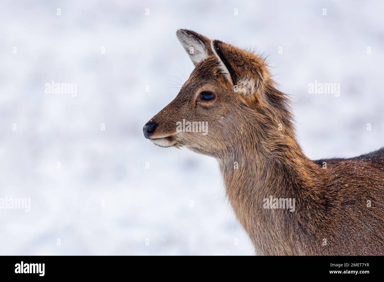 Portrait of a cute young brown sika deer with black eyes on a winter day. White snow in the background. Stock Photo