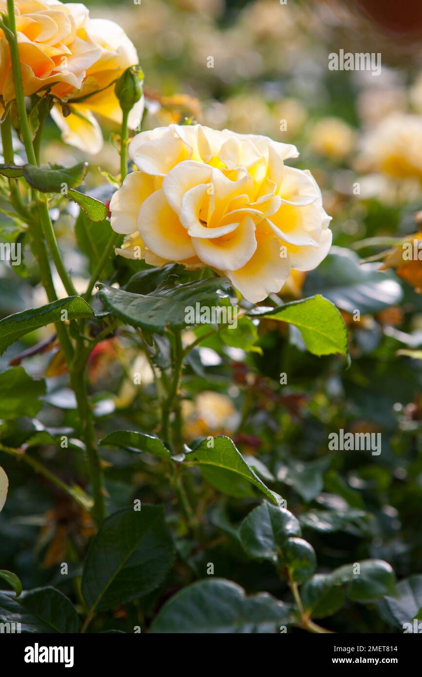Rosa ausgold hi-res stock photography and images - Alamy
