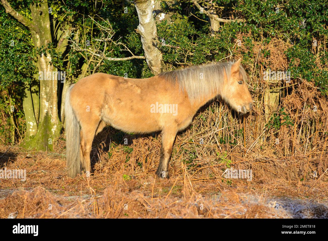 New Forest pony basking in winter sun, Hampshire, UK Stock Photo