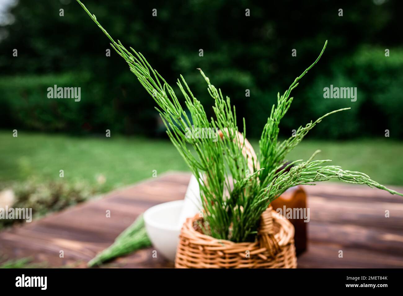 Basket with dried horsetail stems on the background of park. Collection of medicinal herbs for homeopathy and herbalism. Soft focus Stock Photo