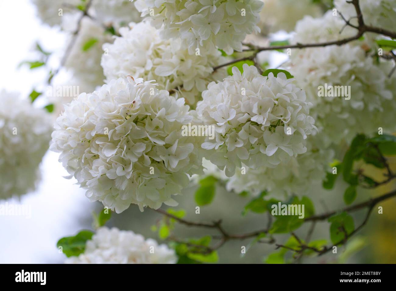 Viburnum macrocephalum Stock Photo