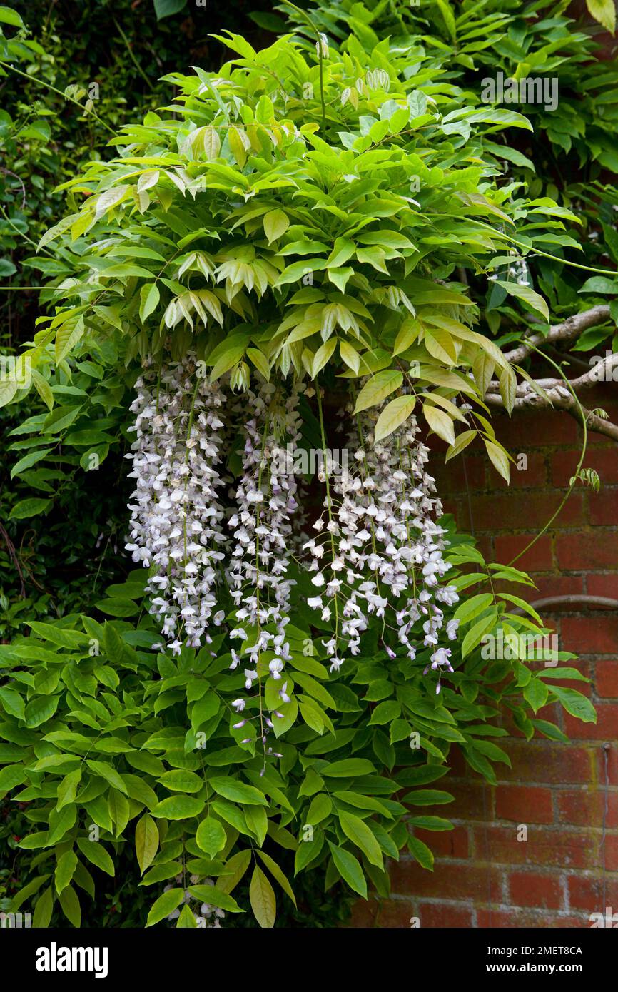hoya compacta variegata Hoya Compacta Variegata main image 0