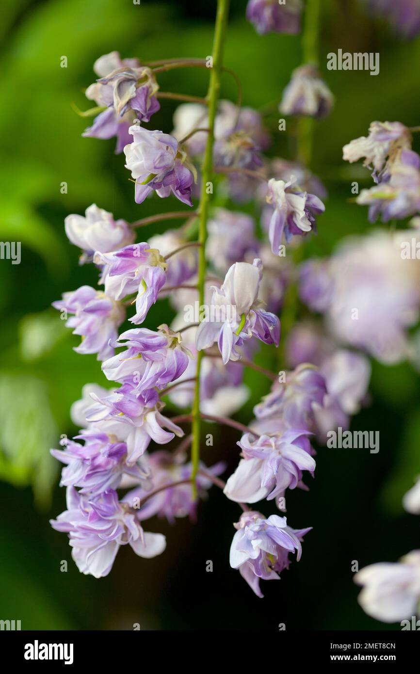 Wisteria floribunda 'Yaekokuryu' Stock Photo Alamy