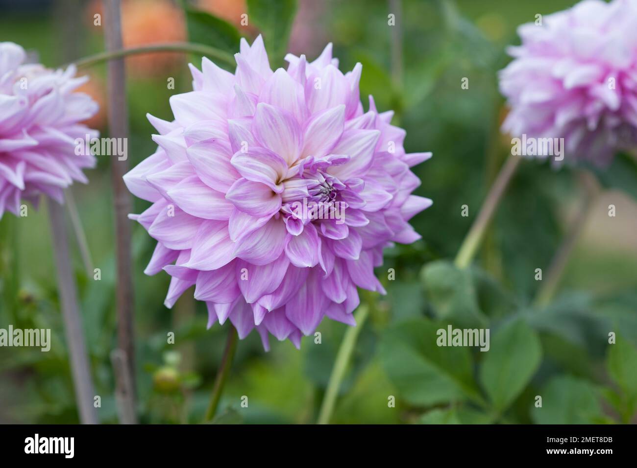 Dahlia almands climax hires stock photography and images Alamy