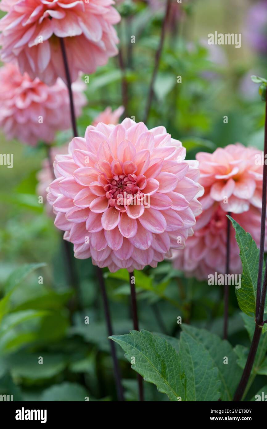 Dahlia dr caroline rabbit hi-res stock photography and images - Alamy