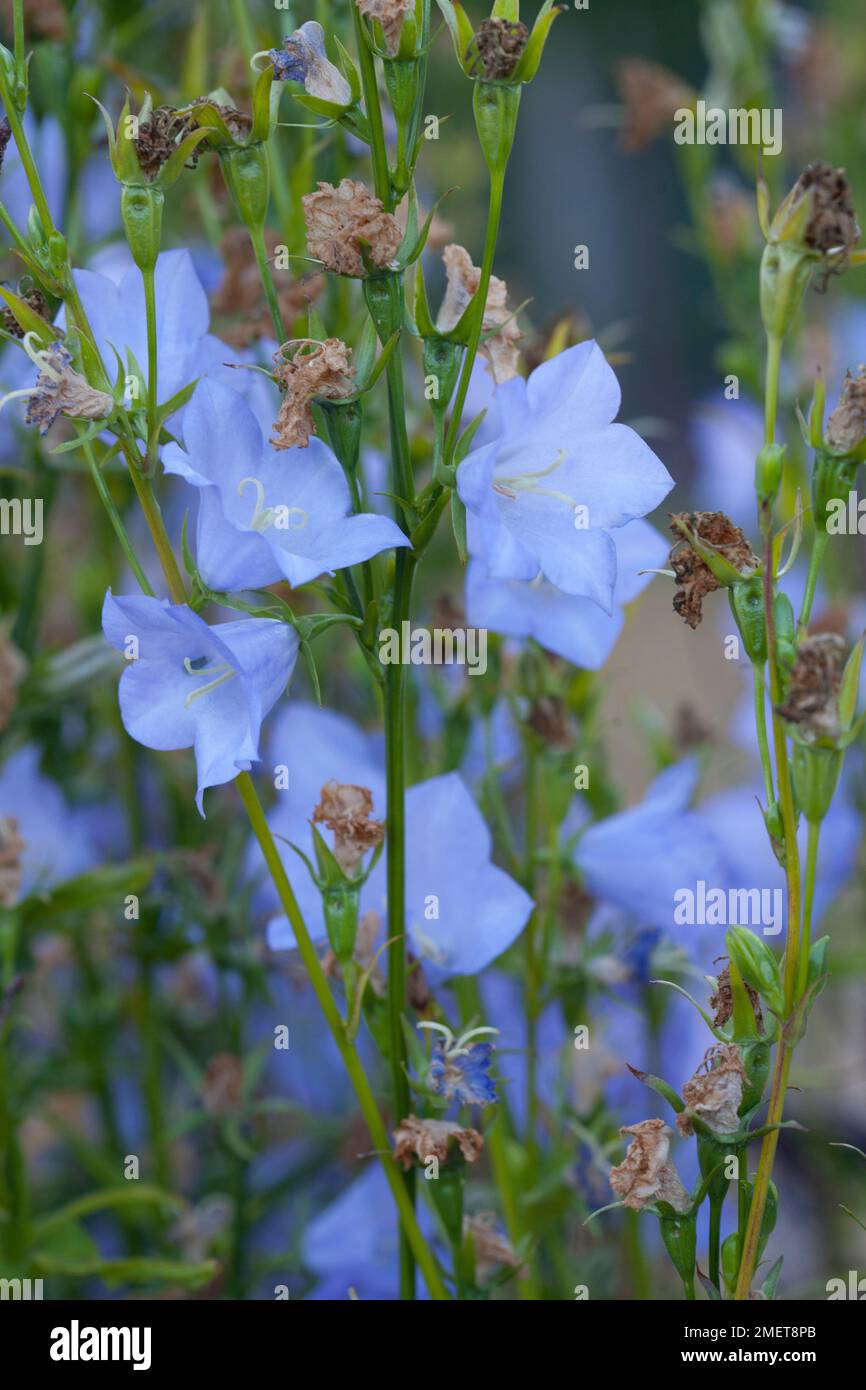 Campanula persicifolia 'Cornish Mist' Stock Photo Alamy