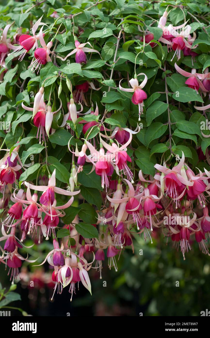 Fuchsia 'Cascade' Stock Photo