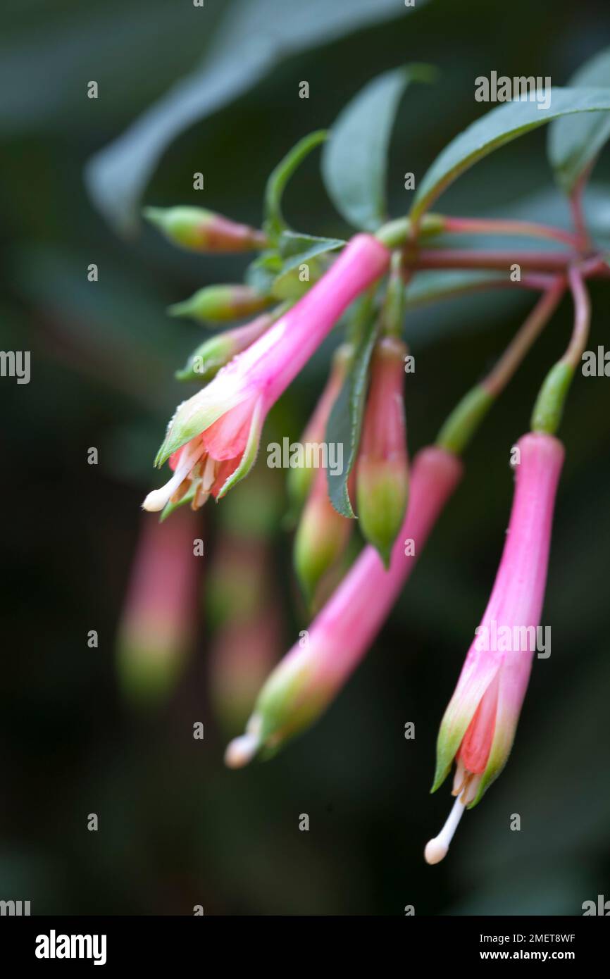 Fuchsia denticulata Stock Photo