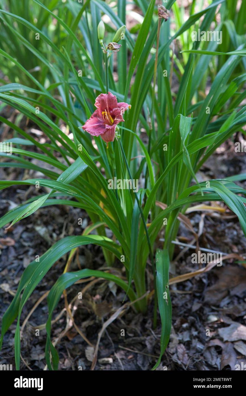 Maggie plant hi-res stock photography and images - Alamy