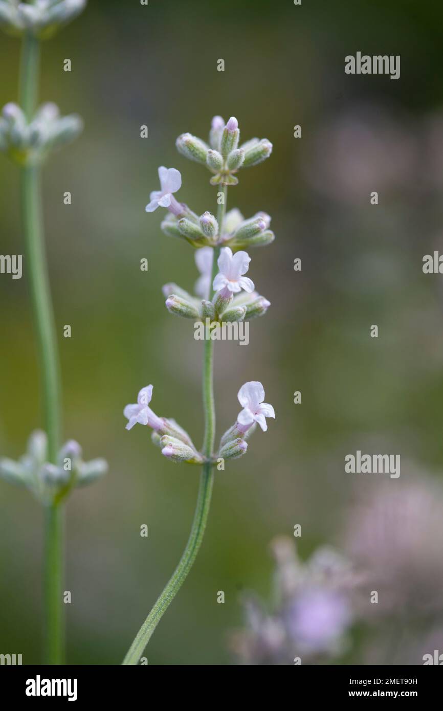 Lavandula angustifolia loddon pink hi-res stock photography and images ...