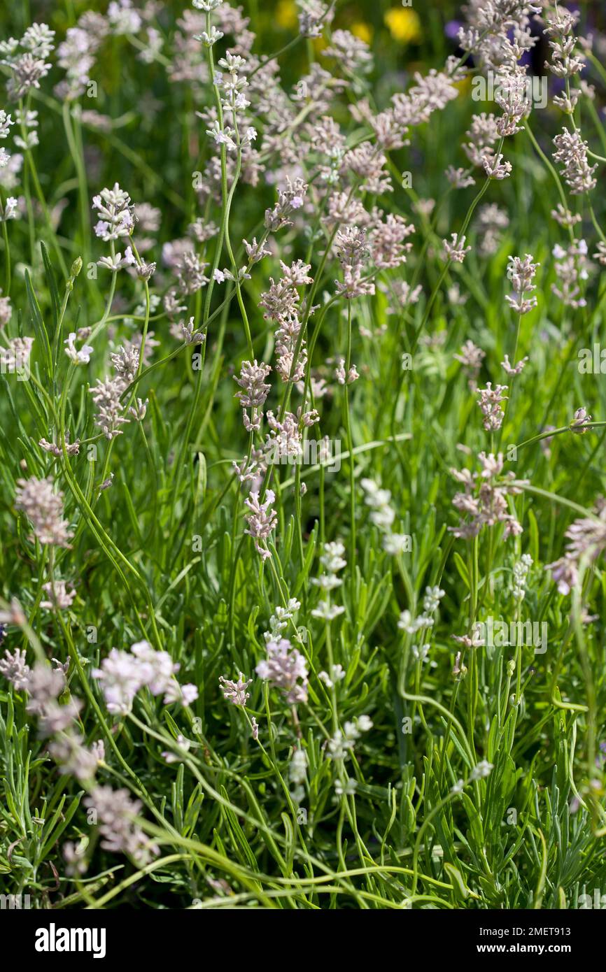 Lavandula angustifolia loddon pink hi-res stock photography and images ...