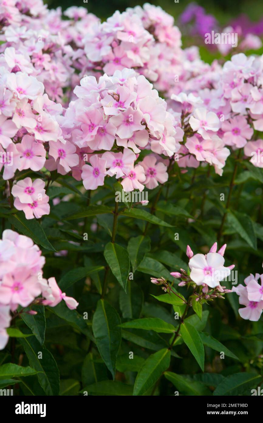 Phlox paniculata 'Rosa Pastell' Stock Photo