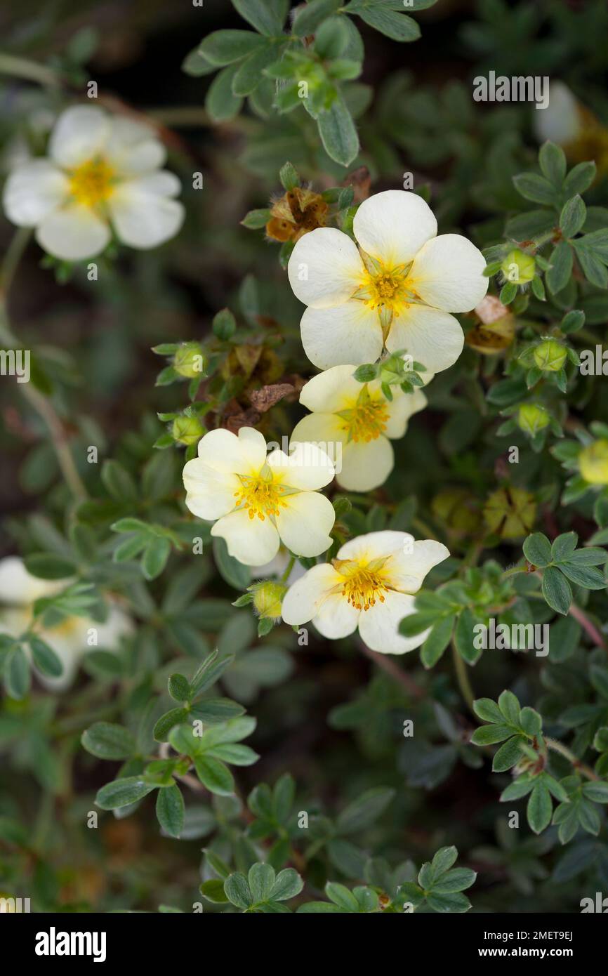 Potentilla fruticosa 'Primrose Beauty' Stock Photo