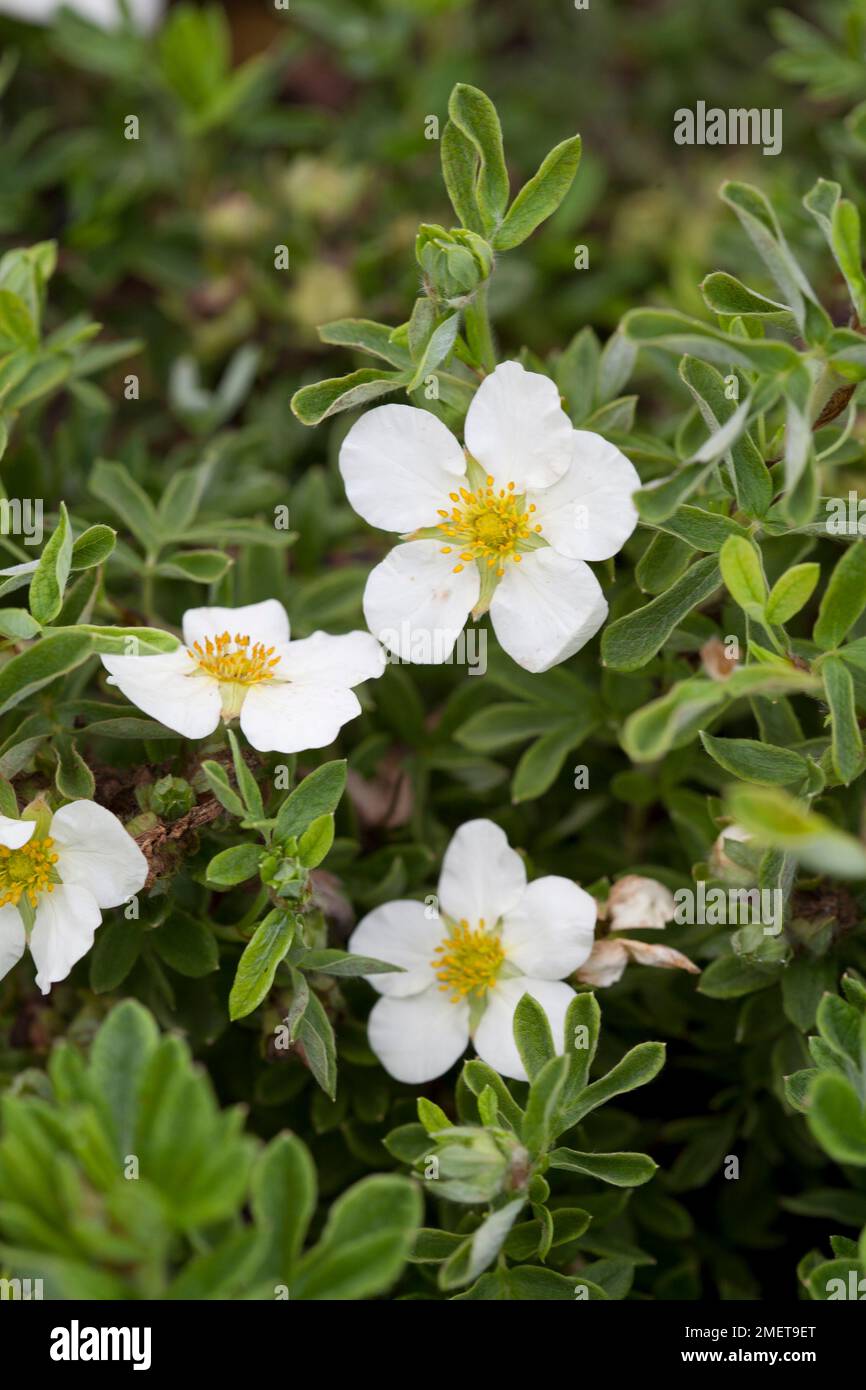 Potentilla 'tilford cream' hi-res stock photography and images - Alamy