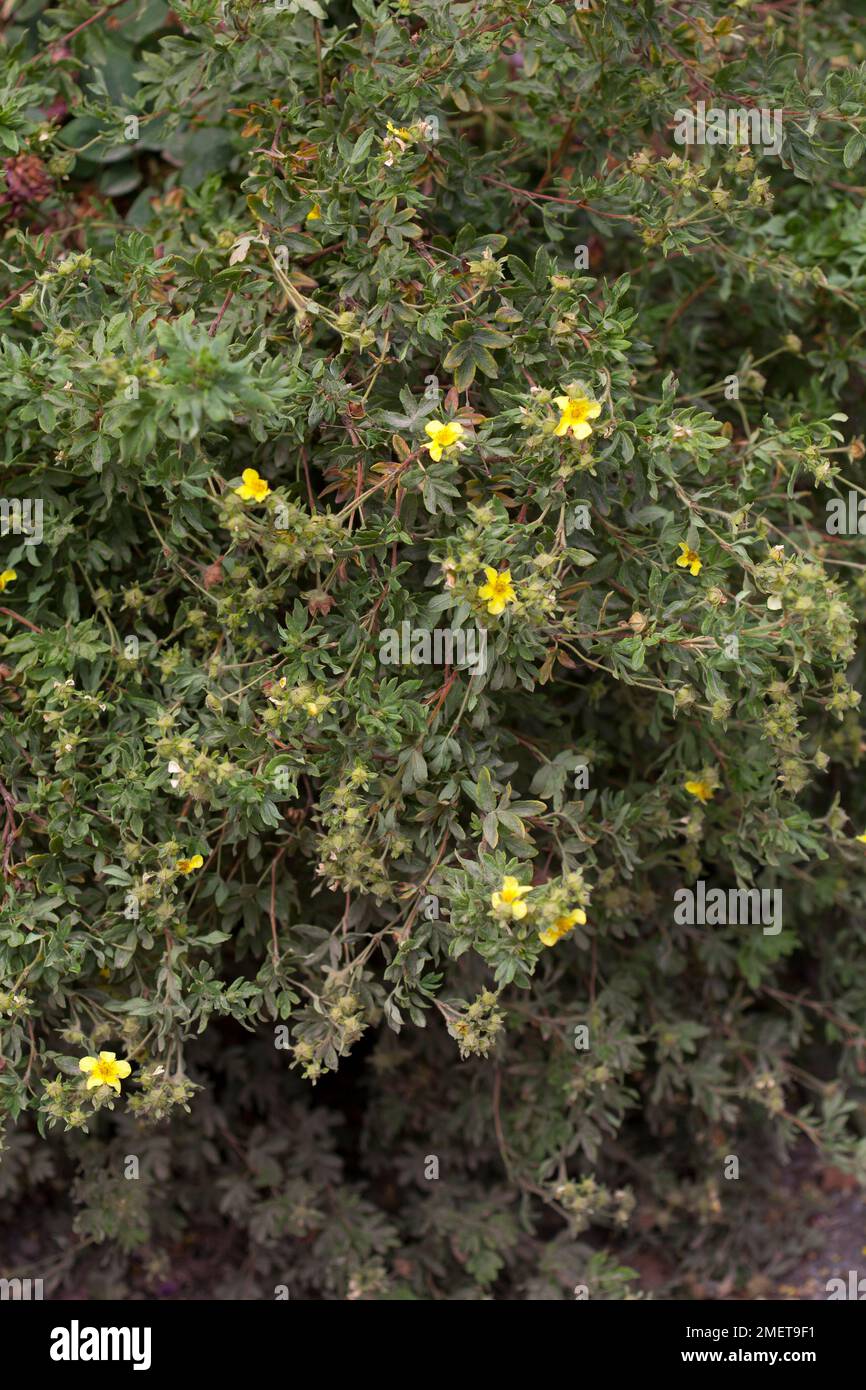 Potentilla fruticosa 'Whirligig' Stock Photo