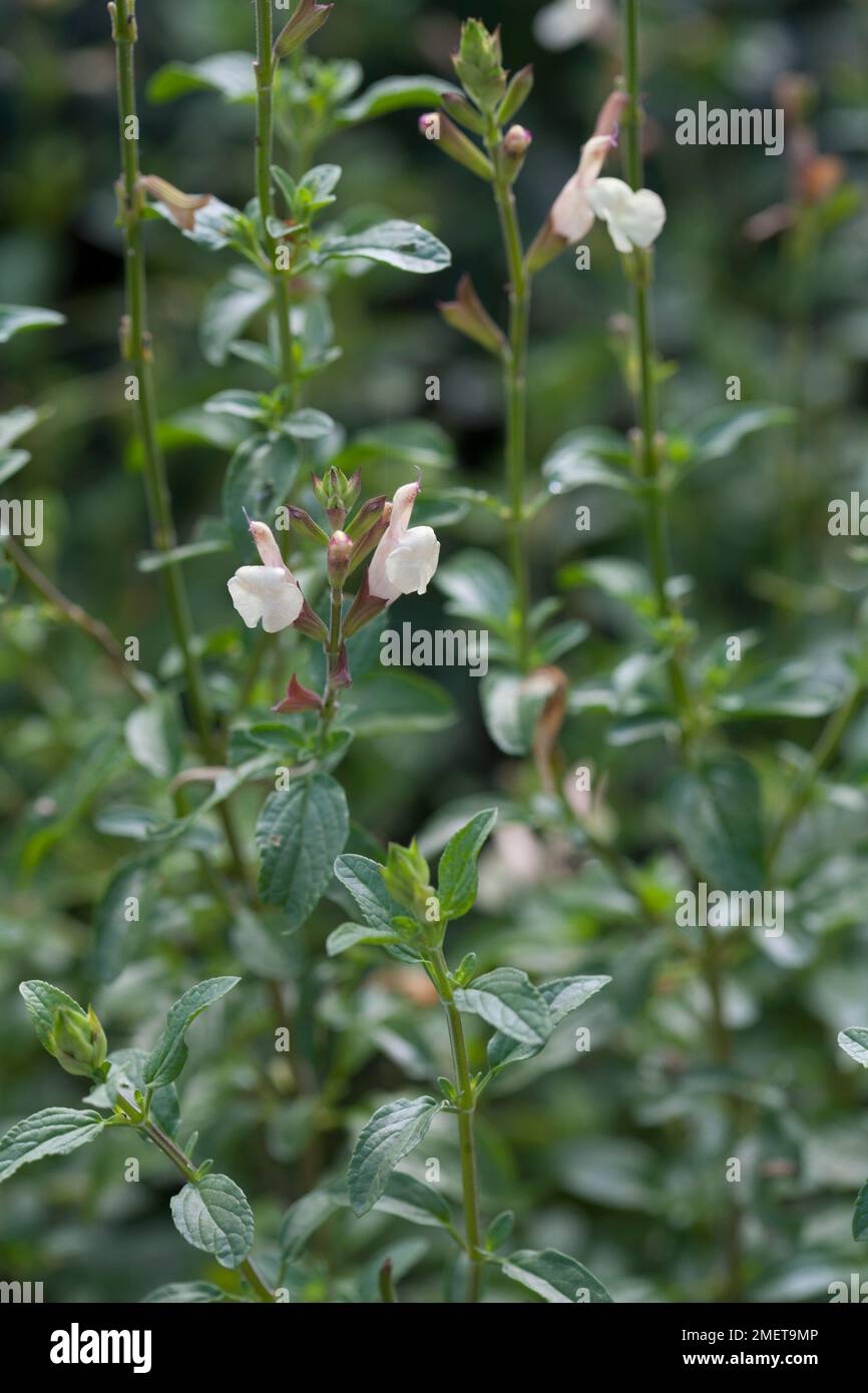 Salvia 'Trelissick' Stock Photo