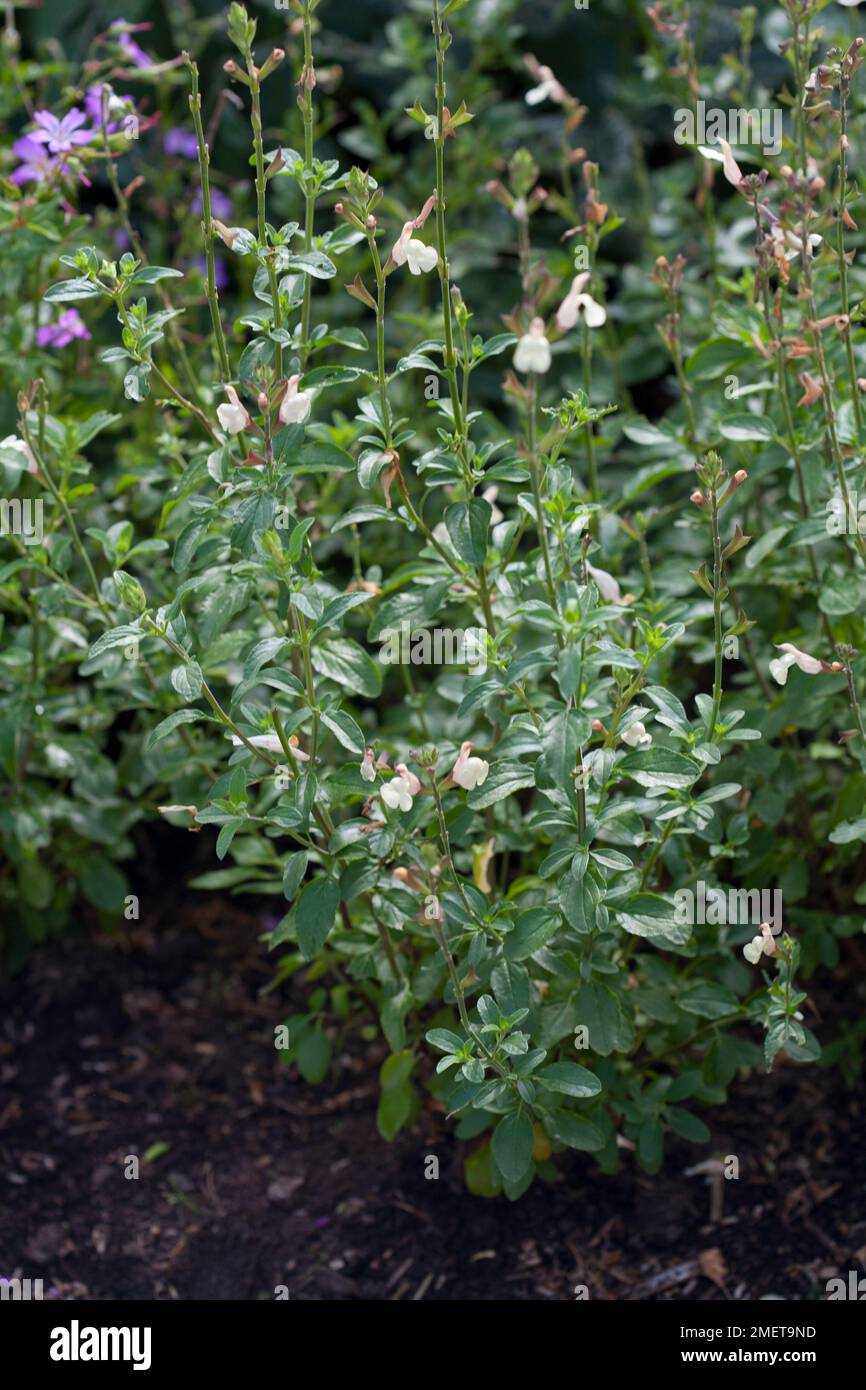 Salvia 'Trelissick' Stock Photo