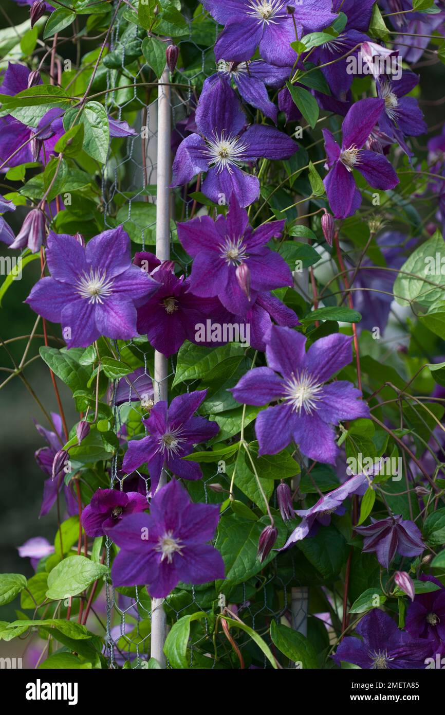 Clematis 'Star of India' Stock Photo