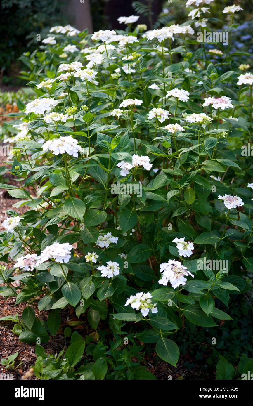 Hydrangea arborescens Stock Photo