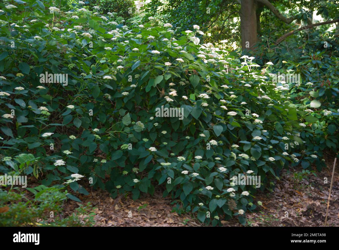 Hydrangea arborescens Stock Photo