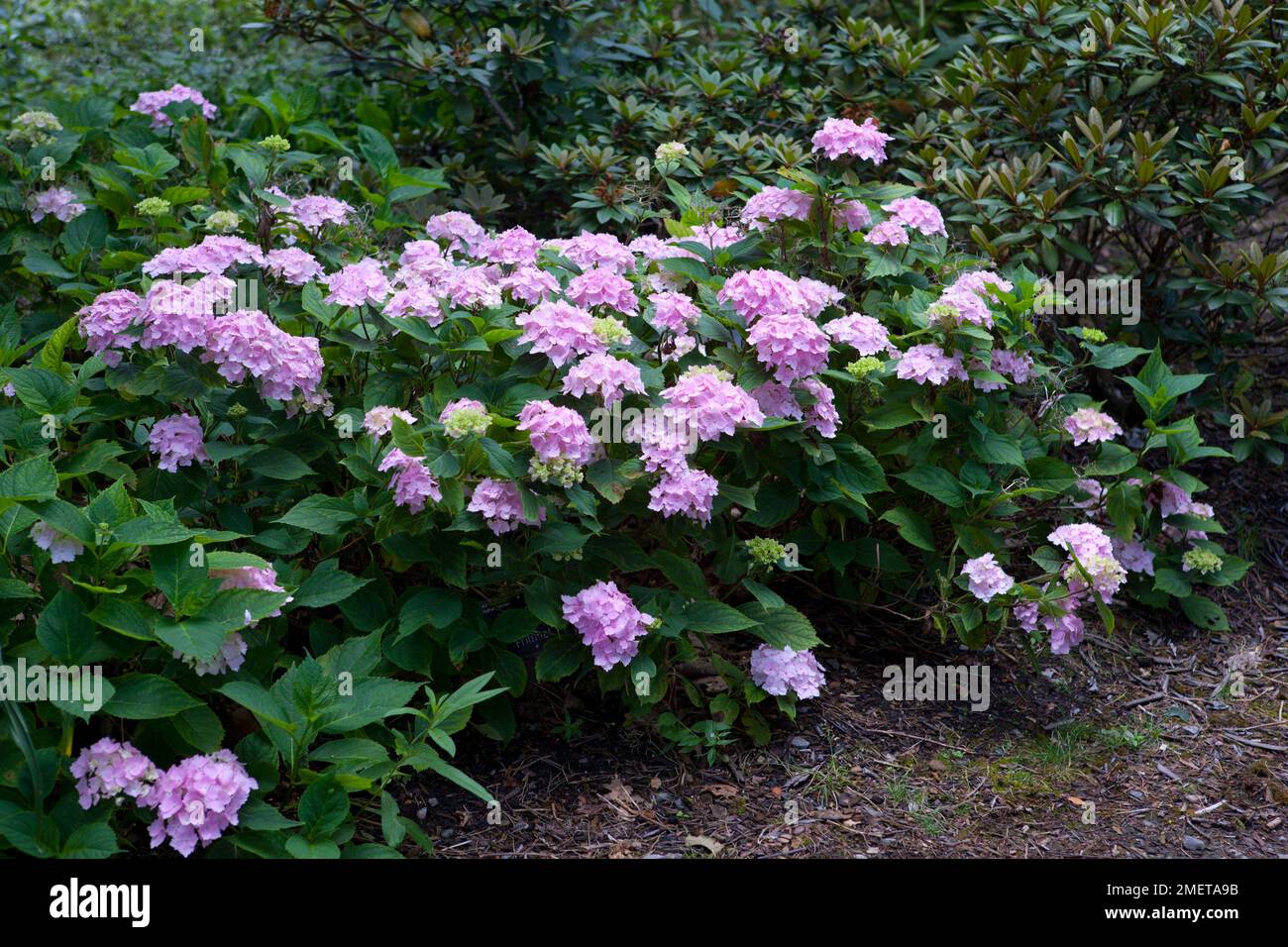 Hydrangea frillibet hi-res stock photography and images - Alamy