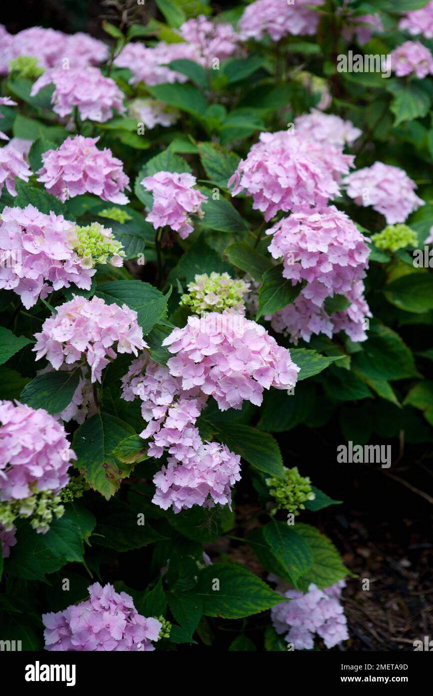 Hydrangea macrophylla 'Frillibet' Stock Photo - Alamy