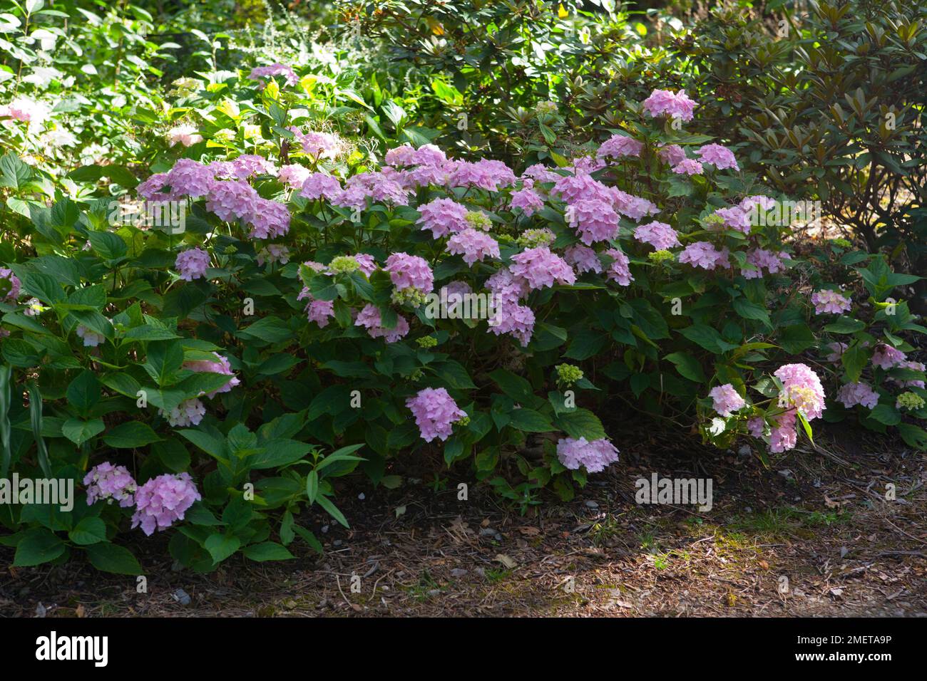 Hydrangea macrophylla 'Frillibet' Stock Photo - Alamy