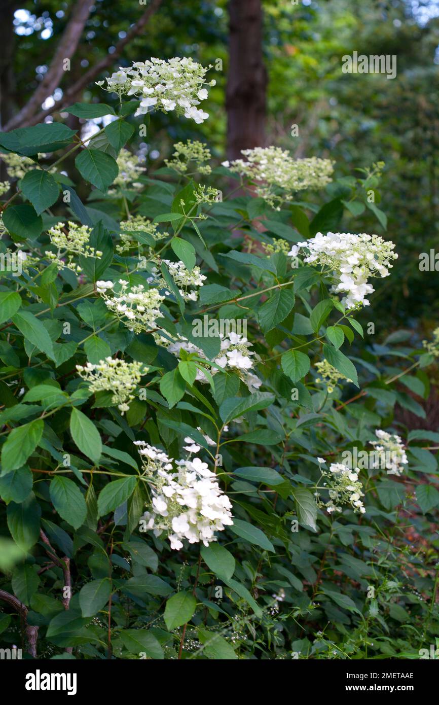 Hydrangea paniculata ‘White Moth’ Stock Photo - Alamy