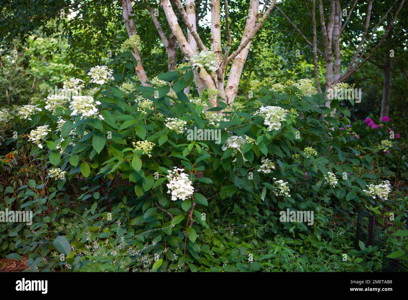 Hydrangea paniculata ‘White Moth’ Stock Photo - Alamy