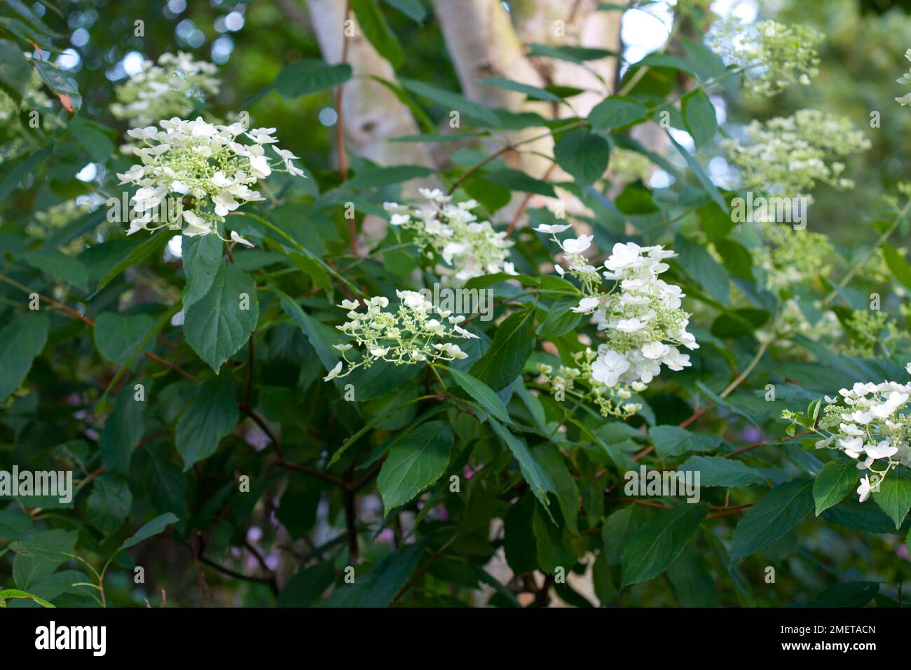 Hydrangea paniculata ‘White Moth’ Stock Photo - Alamy