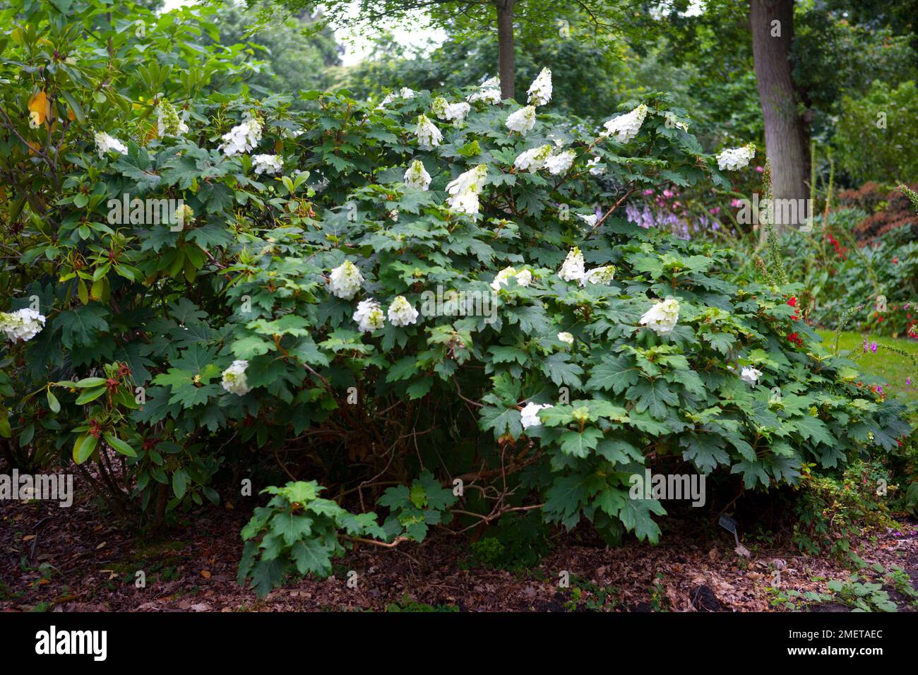 Hydrangea Quercifolia 'Applause' Stock Photo