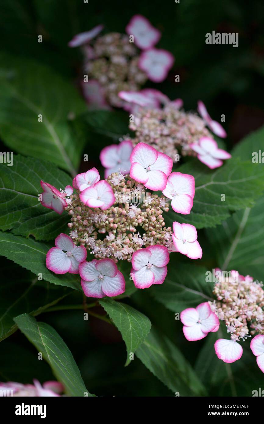 Hydrangea serrata 'Kiyosumi' Stock Photo Alamy