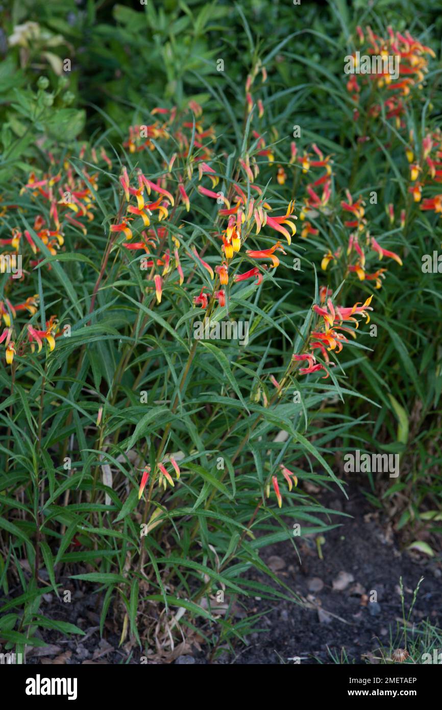 Lobelia laxiflora var angustifolia Stock Photo