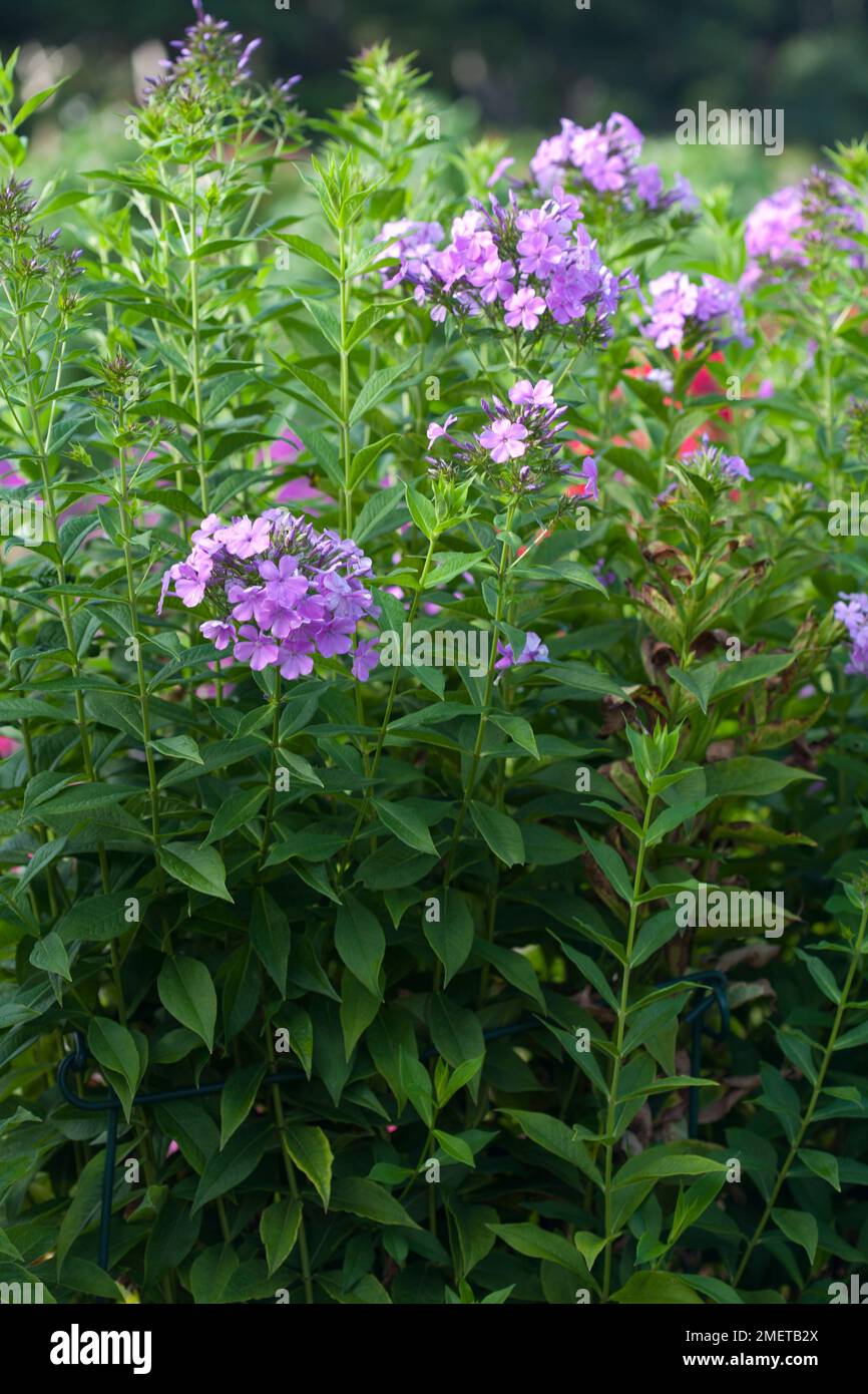 Phlox x arendsii 'Luc's Lilac' Stock Photo