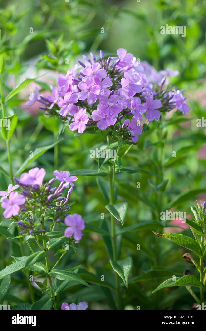 Phlox x arendsii 'Luc's Lilac' Stock Photo