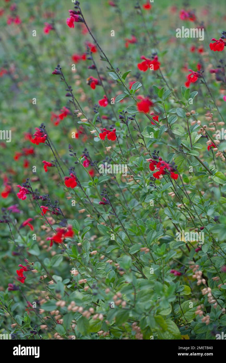 Salvia 'Royal Bumble' Stock Photo