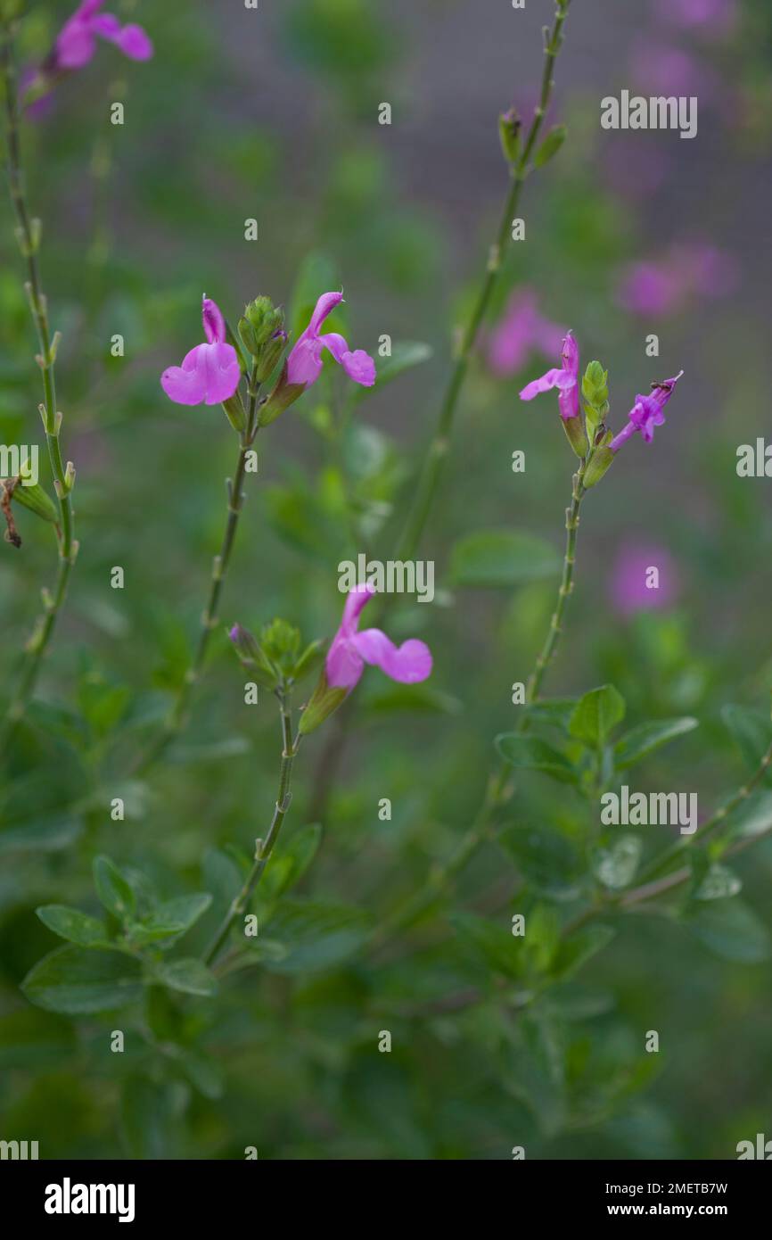 Salvia x jamensis 'Trenance' Stock Photo