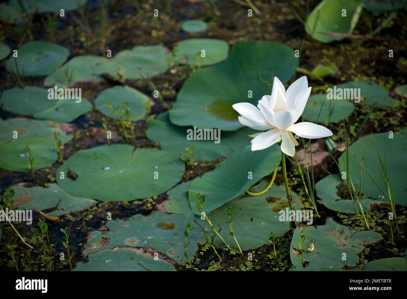 Southern Province, Sri Lanka, Tissamaharama, pond Stock Photo - Alamy